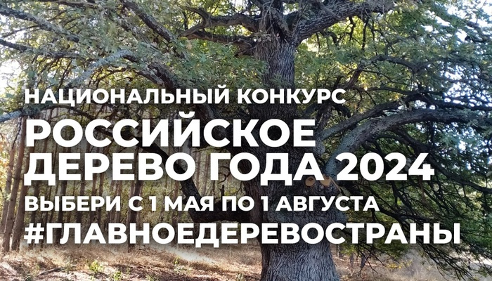 Поддержим Севастопольский платан !