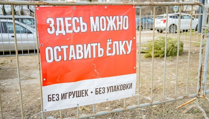 В Севастополе стартовала акция по экологичной утилизации новогодних елок — 10 точек приема работают до 25 января